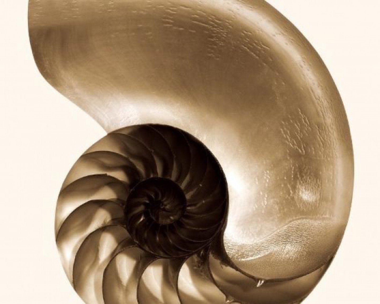 Обои WALL&DECO Contemporary Wallpaper 2010 NAUTILUS, цены, фото |  Интернет-магазин Oboi-ma.ru