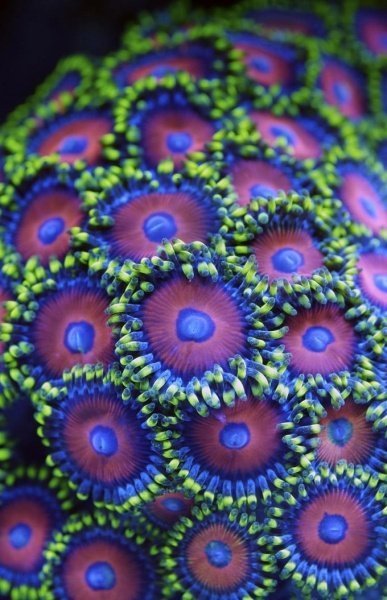 Обои Decoprint NV Mood MD902018 изображение 1