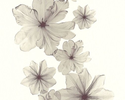 Обои A.S. Creation X-ray 34272-2 изображение 1