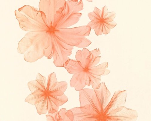 Обои A.S. Creation X-ray 34272-4 изображение 1