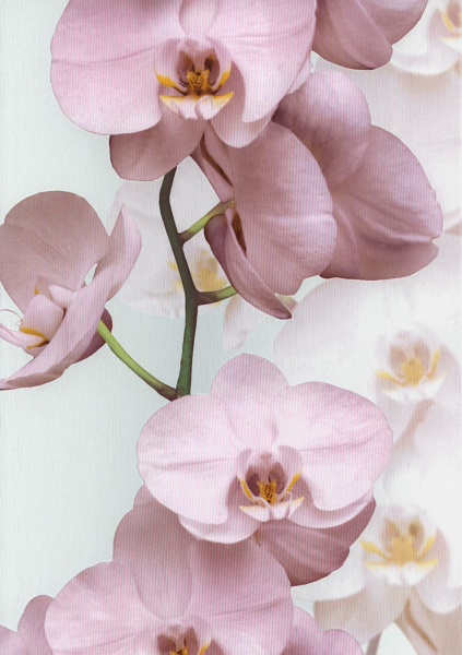 Обои Andrea Rossi Pianosa 54169-3 изображение 1