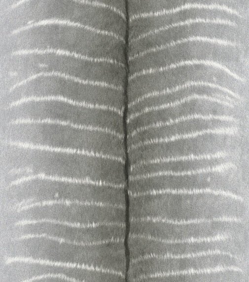 Обои Rasch African Queen II 473513 изображение 1