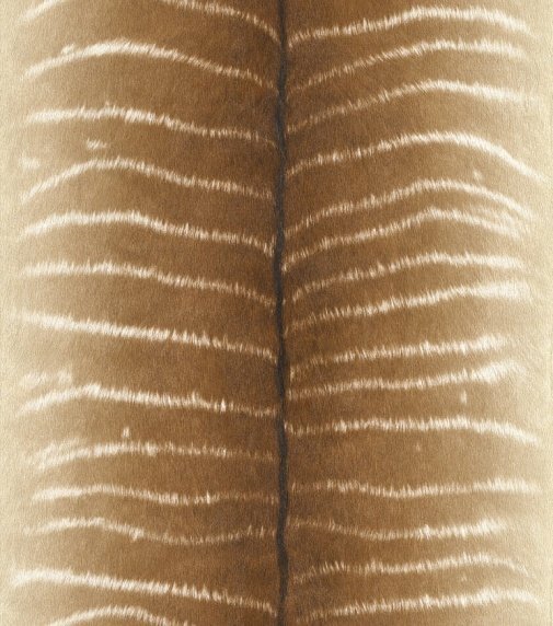 Обои Rasch African Queen II 473520 изображение 1