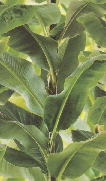 Обои Rasch African Queen II 473407 изображение 1