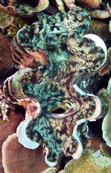 Обои Decoprint NV Mood MD902017 изображение 1