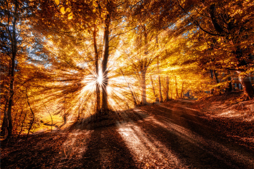 Обои Loymina Illusion DF-002 изображение 1