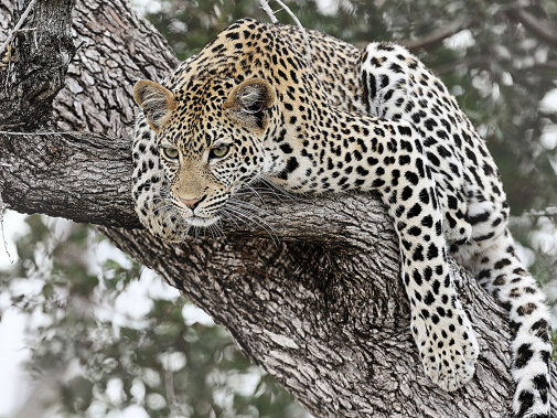 Обои Loymina Illusion DM-034 изображение 1