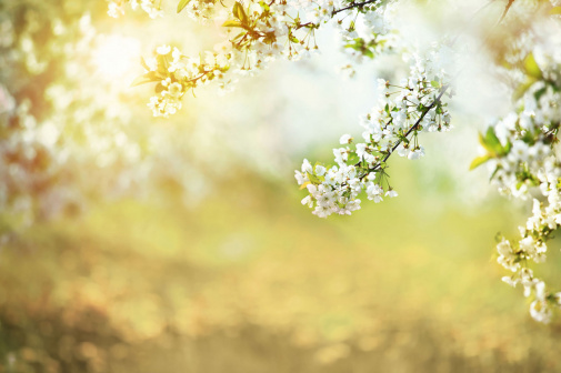 Обои Loymina Illusion DS-015 изображение 1