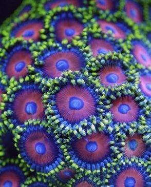 Обои Decoprint NV Mood MD902018