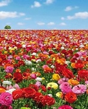 Обои Atlas Wallcoverings Raphael 2 1183