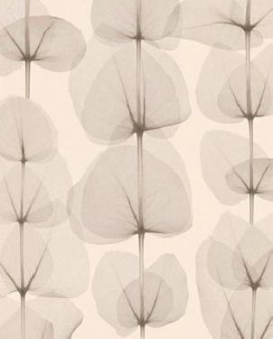 Обои A.S. Creation X-ray 34245-1