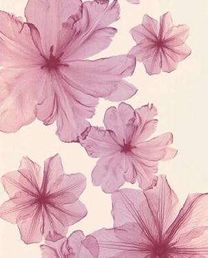 Обои A.S. Creation X-ray 34272-3