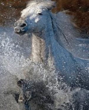 Обои Atlas Wallcoverings Raphael 4 1358