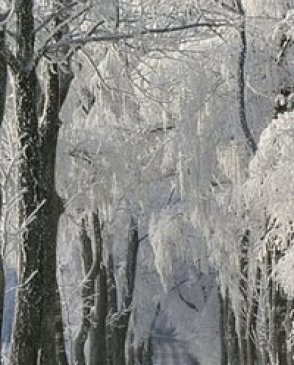 Обои Atlas Wallcoverings Raphael 2 1176