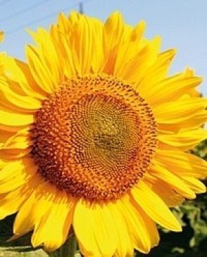 Обои Atlas Wallcoverings Raphael 2 1182