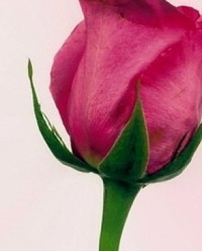 Обои Atlas Wallcoverings Raphael 1 1075