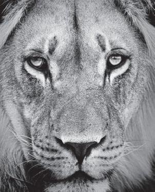 Обои Decoprint NV Mood MD902030