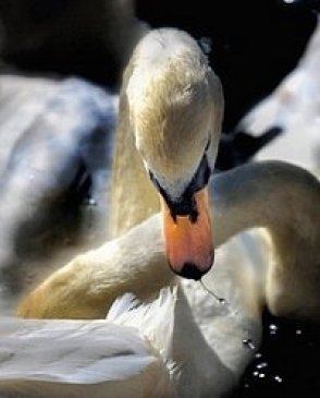 Обои Atlas Wallcoverings Raphael 4 1332