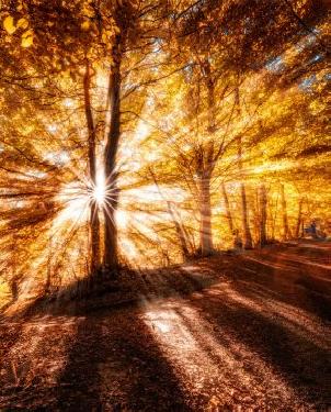 Обои Loymina Illusion Illusion DF-002 изображение 0