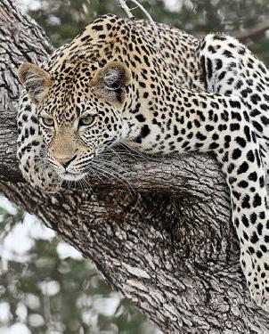 Обои Loymina Illusion Illusion DM-034 изображение 0