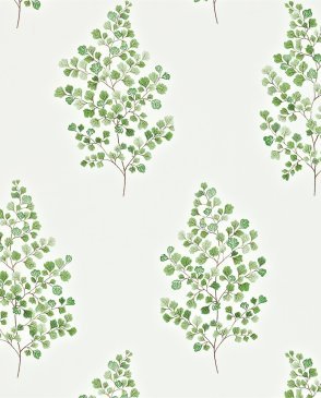 Обои Sanderson Maycott Wallpaper Maycott Wallpaper DMAY211995 изображение 0