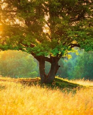 Обои Loymina Illusion Illusion DS-014 изображение 0