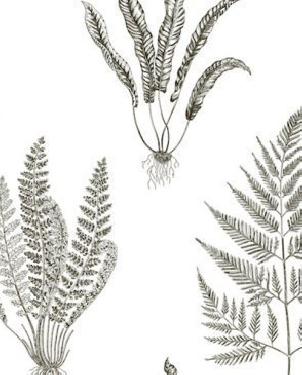 Обои Sanderson Painter's Garden Painter's Garden DAPGWO105 изображение 0