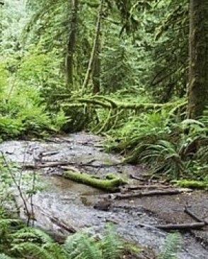 Обои Atlas Wallcoverings Raphael 2 1187