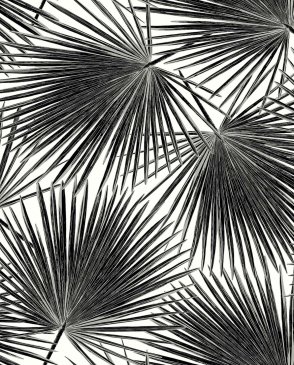 Обои Seabrook Piano Piano WH41500 изображение 0