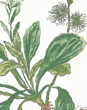 Обои Anna French Bristol Bristol AT57852 изображение 1