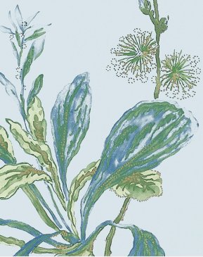 Обои Anna French Bristol Bristol AT57851 изображение 1